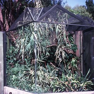 Cottontop Tamarin cage - 1990