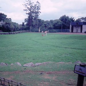 Giraffe enclosure - 1990