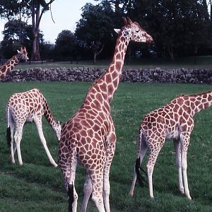 Giraffes - 1990