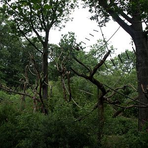 Apenheul - Howler monkey island
