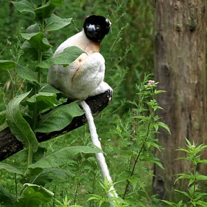 Apenheul - Verreaux sifaka