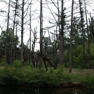 Apenheul - Langur island