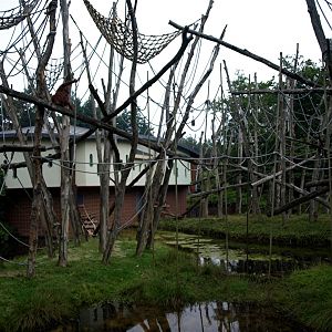 Apenheul - Orangutan islands
