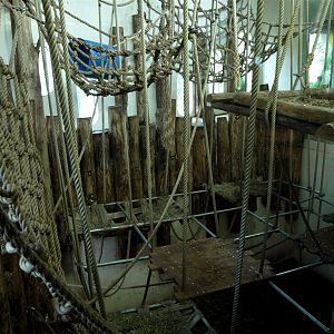 Apenheul - Orangutan indoor exhibit