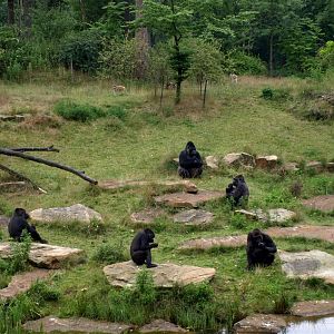 Apenheul - Gorilla feeding