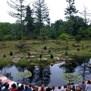 Apenheul - Amphiteatre