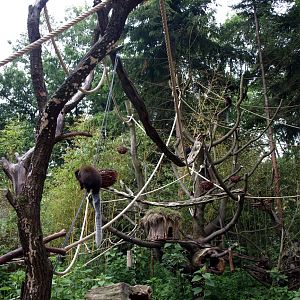 Apenheul - Titi and lion tamarin exhibit