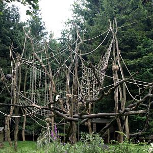 Apenheul - Wooly monkey island