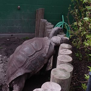 Aldabra Tortoise - Zoo Boise
