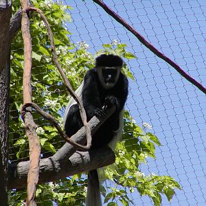 Kikuyu Colobus Monkey - Utah's Hogle Zoo