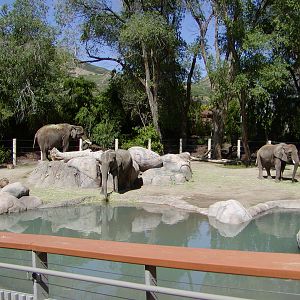 Elephant Encounter - Utah's Hogle Zoo