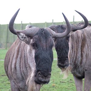 Brindled Gnu at West Mids Nov 08