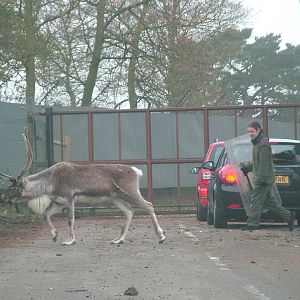 Reindeer in the car 'air-lock' at West Mids Nov 08