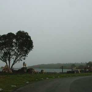 'White' SA Lions at West Mids Nov 08