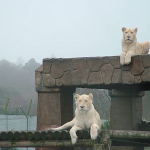 White Lions at West Mids Nov 08
