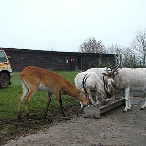 Addax and Lechwe at West Mids Nov 08
