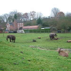 Elephants and Barbary Sheep at West Mids Nov 08