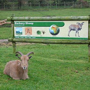 Barbary Sheep at West Mids Nov 08