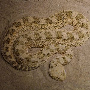 Saharan Horned Viper at West Mids Nov 08