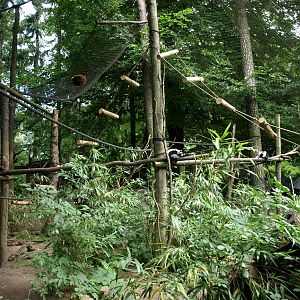 Amersfoort Zoo - Ruffed lemur exhibit