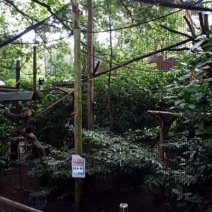 Amersfoort Zoo - Tamarin exhibit