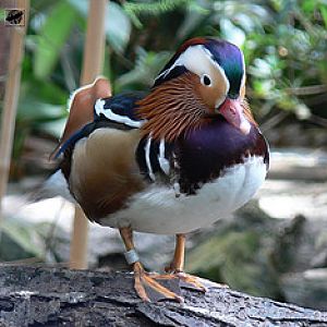 Mandarin duck