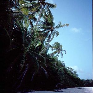 Beach - Palau Rock Islands