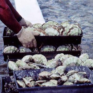 sorting clams - Palau