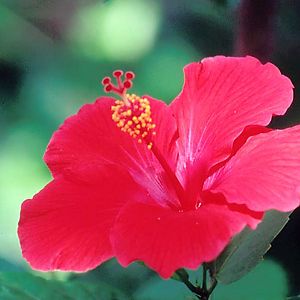 Hibiscus - Pohnpei