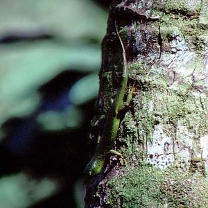 Emerald Tree Skink - Pohnpei