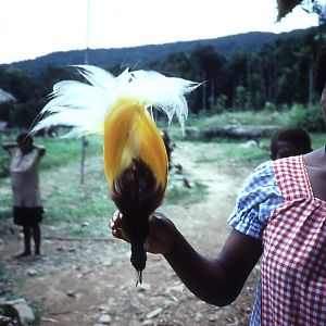 Lesser Bird of Paradise skin - Munbil, West Sepik, PNG