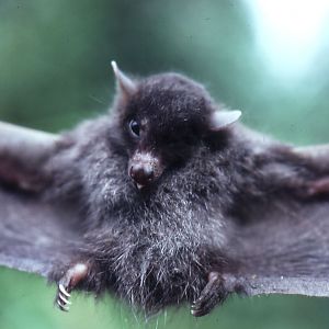 Hairy-footed Moss Forest Blossom Bat (Syconycteris hobbit) - West Sepik Pro