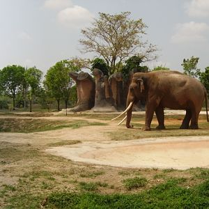 Asian Elephant - Dahlip
