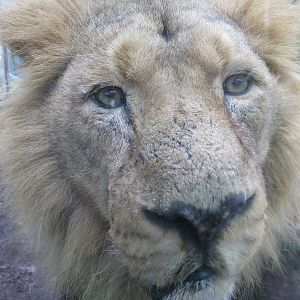 Asiatic Lion