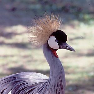 Crowned Crane - Larvon Bird Gardens, Zimbabwe