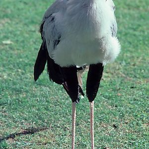 Secretary Bird - Larvon Bird Gardens, Zimbabwe