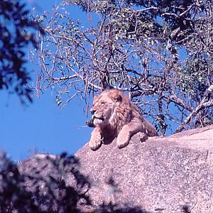 Lion - Lion and Cheetah Park, Zimbabwe