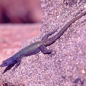 Flat Lizard - View of the World, Matopos National Park, Zimbabwe