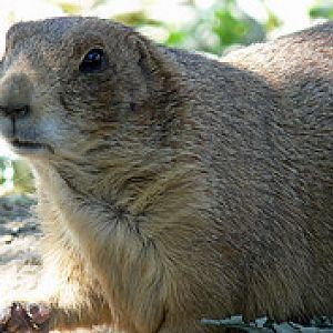 Black-tailed prairie dog