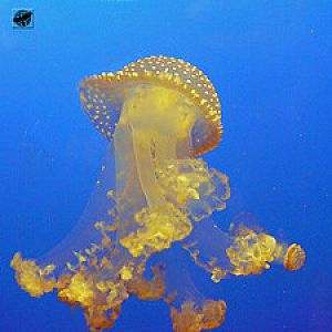 Australian spotted jellyfish