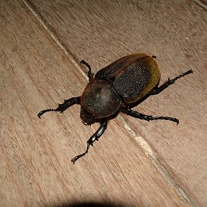 Hercules Beetle, Springfield, Dominica