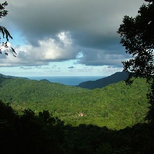Tropical Rainforest, Dominica