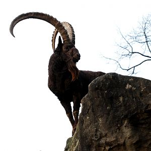 Siberian ibex