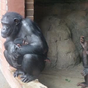 Chimpanzee