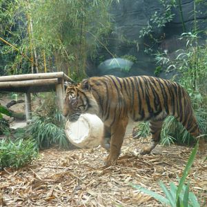 Sumatran Tiger