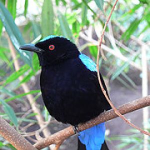 Blue-backed fairy-bluebird