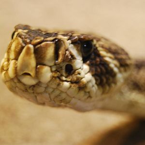 Rattle Snake , Tropicarium Kolmarden