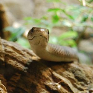 Black Mamba, Kolmarden Tropicarium