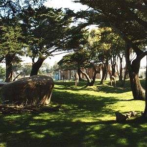 Africa Sannah Wood Side