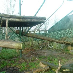 Amur Leopard at Twycross Nov 08
